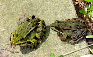 Frösche 10