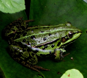 Frösche 11