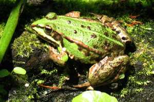 Frösche 12