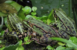 Frösche 13