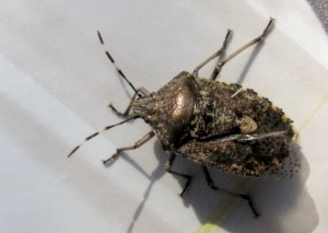 Baumwanze Stollia veustissima