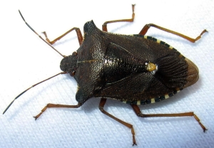 Baumwanze, rotbeinige