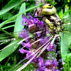 Blaugrüne Mosaikjungfer 2