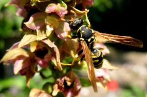 Feldwespe auf Sumpfwurz 1
