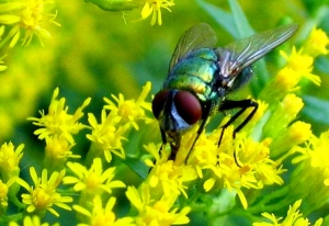 Fliege 3