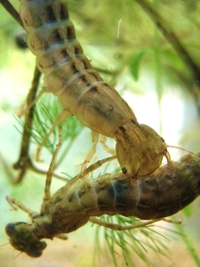 Gelbrandkäverlarve6