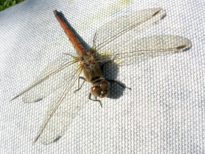 Heidelibelle,blutrote9.06