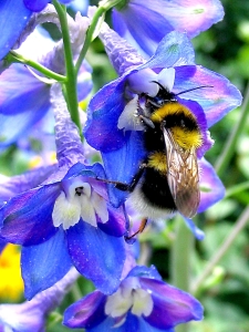 Hummel&Eisenhut