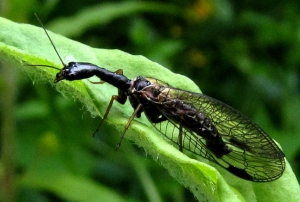 Kamelhalsfliege