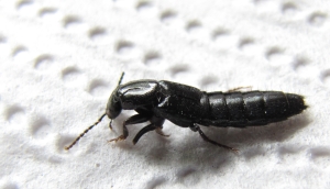 Kurzflügler Philonthus marginatus
