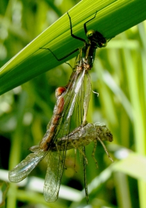 Libelle0607e