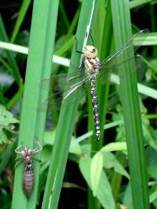 Libelle2.07.07