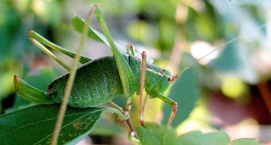 Plumpschrecke b 09.08