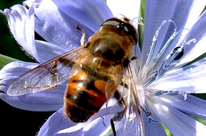 Schwebfliege sericomyia borealis1