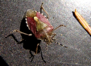 Wanze Elasmucha grisea 2