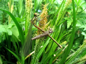 libelle3
