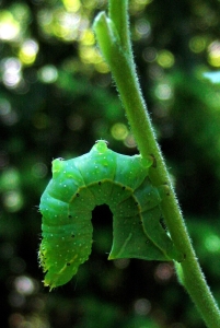 Abendpfauenaugeraupe