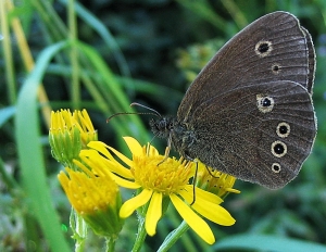 Brauner Waldvogel1a.07.06