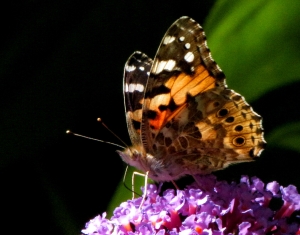 Distelfalter2a 7.09