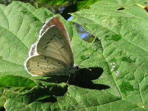 Faulbaumbläuling1.7.06