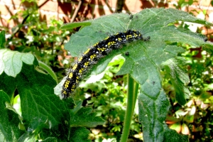Großer Kohlweißling-Raupe