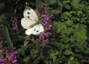 Kohlweißling auf Blutweiderich 8.10