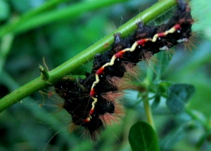 Pappelspinnerraupe1